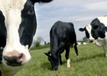 Exportarán vacunas argentinas para controlar un brote de fiebre aftosa en Indonesia