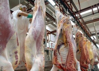Si se mantiene el aumento del 15% en las exportaciones de carne hasta fin de año, podrían ingresar USD 100 millones más