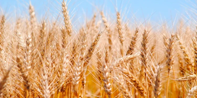 Fuerte impacto en la economía de una nueva avanzada de Rusia en Ucrania: el precio del trigo subió casi 7 por ciento