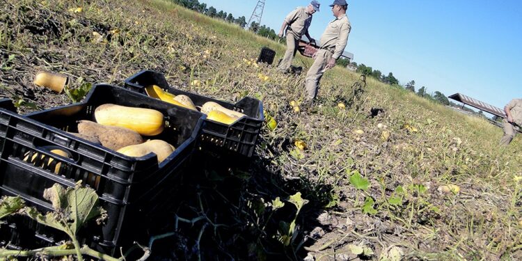 El Gobierno aprobó contratos de crédito para financiar el programa alimentario