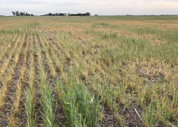 Con el campo golpeado por la sequía, en Economía apuestan a los dólares de la minería