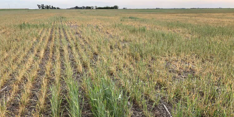 Con el campo golpeado por la sequía, en Economía apuestan a los dólares de la minería