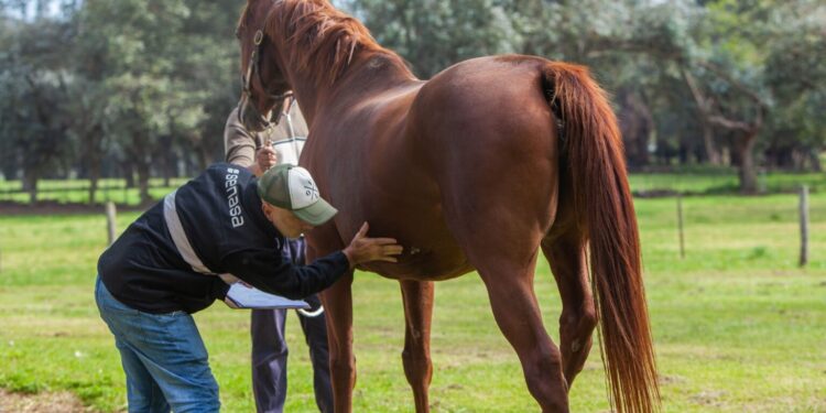 Se detectó un caso humano de Encefalitis Equina del Oeste