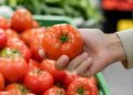 Evita aplastar el tomate: la clave para saber si está maduro