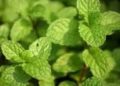 10 beneficios comprobados de la menta para la salud