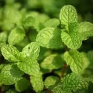10 beneficios comprobados de la menta para la salud