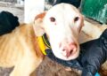 Rescatan a un perro dogo argentino en la casa del principal sospechoso del asesinato de Agostina Vega