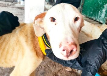 Rescatan a un perro dogo argentino en la casa del principal sospechoso del asesinato de Agostina Vega