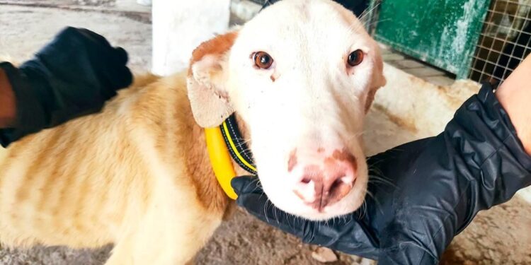 Rescatan a un perro dogo argentino en la casa del principal sospechoso del asesinato de Agostina Vega