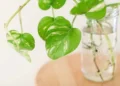 Cuatro plantas de interior ideales para invierno que prosperan en agua