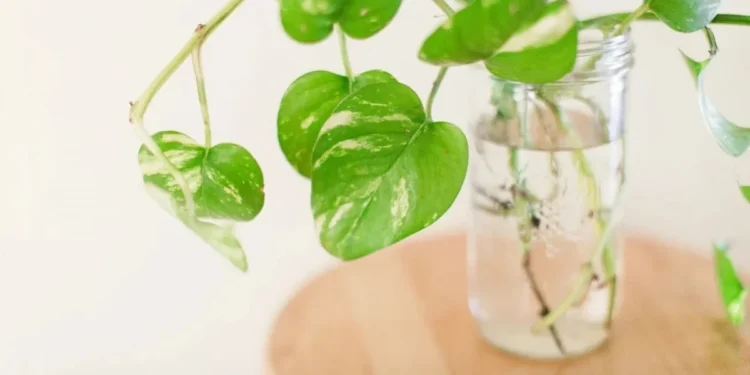 Cuatro plantas de interior ideales para invierno que prosperan en agua