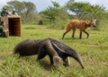 Éxitos en la reinserción de fauna silvestre: un oso hormiguero y un aguará guazú regresan a su hábitat