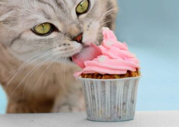 Investigación revela por qué los gatos no consumen azúcar