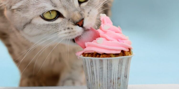 Investigación revela por qué los gatos no consumen azúcar