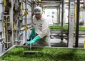 Unilever cerrará una planta de Knorr en Mendoza y desvinculará a 60 trabajadores