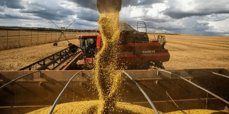 La liquidación del agro cayó en julio pese al récord exportador y mantiene la expectativa sobre el ingreso de dólares
