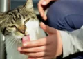 Veterinarios advierten: el lamido de los gatos va más allá del cariño