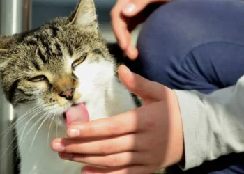 Veterinarios advierten: el lamido de los gatos va más allá del cariño