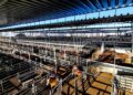 Mercado Agroganadero: ingresaron 14.717 animales durante la semana y los índices cerraron con leves subas