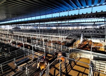 Mercado Agroganadero: ingresaron 14.717 animales durante la semana y los índices cerraron con leves subas